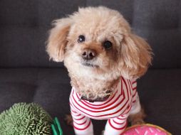 Parte de esta responsabilidad nos empuja a convertir nuestros hogares en un lugar donde ellos se sientan cómodos y puedan crecer. CORTESÍA / Full Life