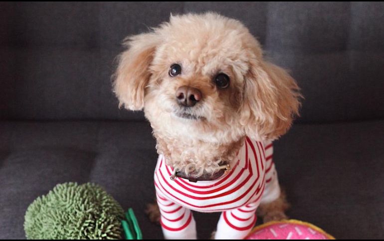 Parte de esta responsabilidad nos empuja a convertir nuestros hogares en un lugar donde ellos se sientan cómodos y puedan crecer. CORTESÍA / Full Life