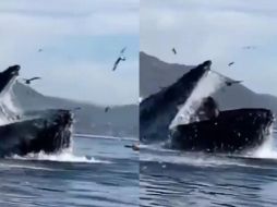 Ambas lograron sobrevivir, luego de que el gigante animal las escupiera apenas unos segundos después de tragarlas. ESPECIAL