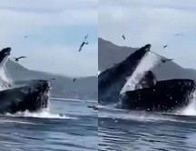 Ambas lograron sobrevivir, luego de que el gigante animal las escupiera apenas unos segundos después de tragarlas. ESPECIAL