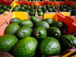 Durante la temporada de julio 2022 a marzo 2023, los productores jaliscienses esperan enviar alrededor de 100 mil toneladas al mercado estadounidense. ESPECIAL