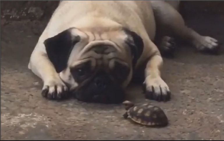 Hasta el momento el clip cuenta con más de 20 millones de reproducciones, dos millones de me gusta y ocho mil comentarios. ESPECIAL