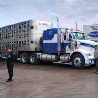 Seguridad en Jalisco: Autoridades aseguran cabezas de ganado que transportaban irregularmente en Lagos de Moreno