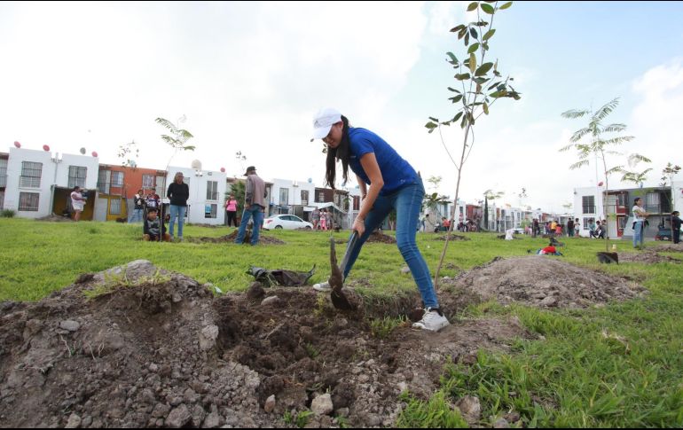 Estos árboles corresponden a distintas especias endémicas y adaptadas, tales como fresno, rosa morada, majagua, tabachín rojo, guamúchil, olivo y pirul, entre otras. CORTESÍA