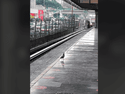 En los últimos segundos del clip se ve al Metro llegar y a la paloma despidiéndose, pues ya está a punto de 