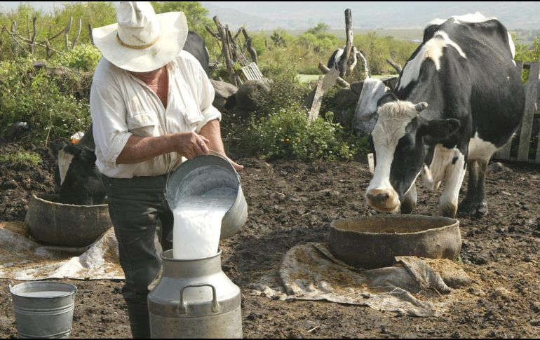 El litro de leche que el Gobierno compra a los productores subirá de 9.20 a 10 pesos. EL INFORMADOR / ARCHIVO