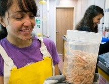 Guadalupe Bribiesca-Contreras es bióloga marina e investigadora del Museo de Historia Natural de Londres. GUADALUPE BRIBIESCA-CONTRERAS
