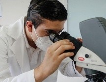 Los científicos fueron capaces de crear órganos a partir de células madre. SUN/ARCHIVO