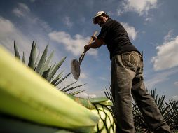Actualmente 23 estados del país tienen alguna denominación; Jalisco está incluido en la lista. EL INFORMADOR / ARCHIVO