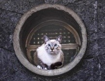 Son muchas las razas de gatos que existen en el mundo y las encontramos de pelo largo, pelo corto y unos sin pelo. CORTESÍA / AMMVEPE