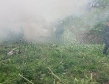 Tras el hallazgo, los uniformados procedieron a incinerar los plantíos, tomando evidencias del acto y muestras para presentarlas ante el agente ministerial. ESPECIAL / Secretaría de Seguridad Jalisco