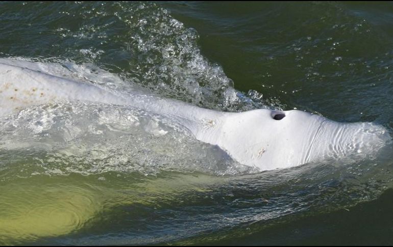Los observadores científicos dicen que la ballena parece estar desnutrida. GETTY IMAGES