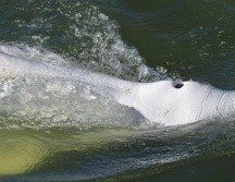Los observadores científicos dicen que la ballena parece estar desnutrida. GETTY IMAGES