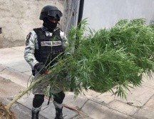 Las tres plantas fueron extraídas de raíz y posteriormente decomisadas. Por estos hechos no se reportaron personas detenidas. ESPECIAL /