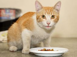 Se estima que en México hay más de 16 millones de gatos, entre los más de 80 millones de animales domésticos. SUN / ARCHIVO