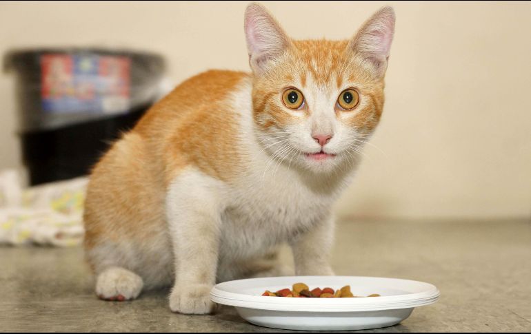 Se estima que en México hay más de 16 millones de gatos, entre los más de 80 millones de animales domésticos. SUN / ARCHIVO