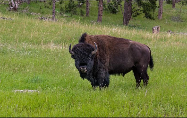 El hombre tenía un rebaño de poco más de 20 bisontes. ESPECIAL/UNSPLASH