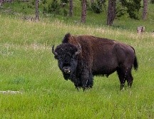El hombre tenía un rebaño de poco más de 20 bisontes. ESPECIAL/UNSPLASH