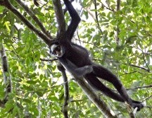 El término de viruela del mono fue usado tras la detección del virus en 1958 en monos de un laboratorio en Dinamarca, pero el virus también fue encontrado en otros animales. AP / ARCHIVO
