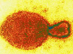 Hasta el momento, se sabe que este virus tiene como huésped natural a los murciélagos come fruta. ESPECIAL