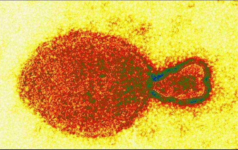 Hasta el momento, se sabe que este virus tiene como huésped natural a los murciélagos come fruta. ESPECIAL