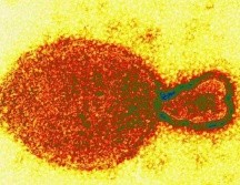 Hasta el momento, se sabe que este virus tiene como huésped natural a los murciélagos come fruta. ESPECIAL