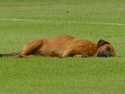 Un recogebalones fue el encargado de retirar con máximo cuidado a la perrita para que el partido fuera reanudado. ESPECIAL
