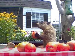 YOUTUBE/Chunk The Groundhog