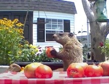 YOUTUBE/Chunk The Groundhog