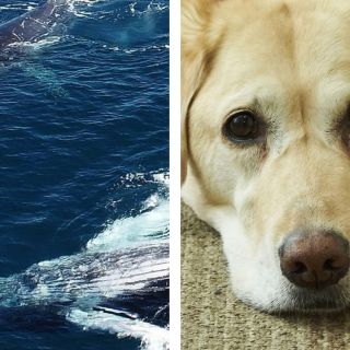 Viral: Captan a perro nadar con ballena frente a costa de EU
