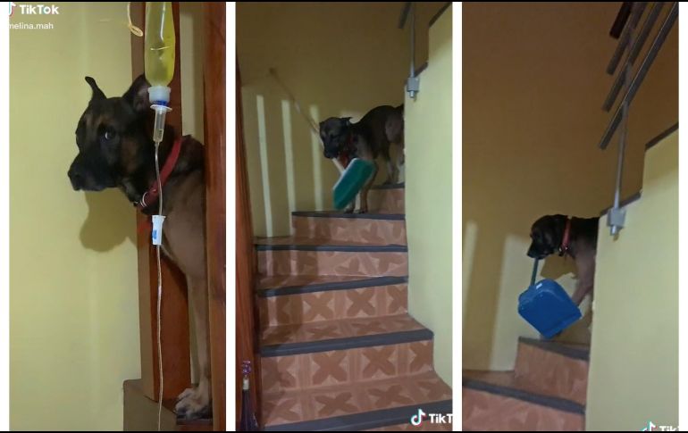 Con la repetición, Arturo fue diferenciando las cosas, hoy ya las lleva sin problema cuando se las piden. ESPECIAL