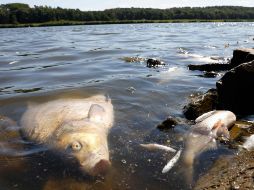 Las autoridades investigan la causa de la muerte masiva de peces. AFP/O. Andersen