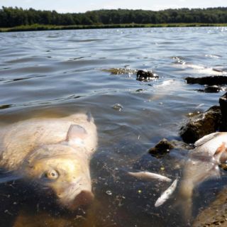 Toneladas de peces muertos en río entre Polonia y Alemania