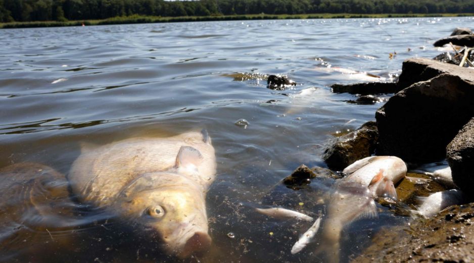 Las autoridades investigan la causa de la muerte masiva de peces. AFP/O. Andersen