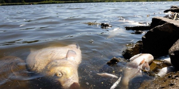 Niemcy i Polska: Tony martwych ryb w rzece na granicy
