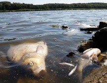 Las autoridades investigan la causa de la muerte masiva de peces. AFP/O. Andersen