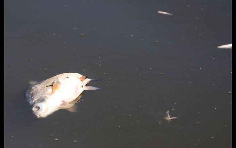 Las autoridades investigan la causa de la muerte masiva de peces. AFP/O. Andersen