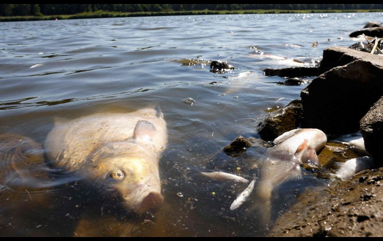 Las autoridades investigan la causa de la muerte masiva de peces. AFP/O. Andersen