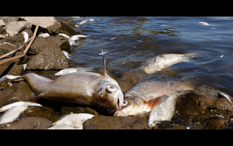 Las autoridades investigan la causa de la muerte masiva de peces. AFP/O. Andersen