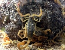 Denuncian que, al llegar a la localidad de Los Cajones, la bebé no pudo ser revisada por los doctores porque ese día “no había personal”. NTX/ARCHIVO