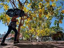 Sería obligación de los gobiernos municipales verificar el cumplimiento de la cuota de arbolado que se propone para los fraccionamientos. EL INFORMADOR/ARCHIVO