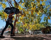 Sería obligación de los gobiernos municipales verificar el cumplimiento de la cuota de arbolado que se propone para los fraccionamientos. EL INFORMADOR/ARCHIVO