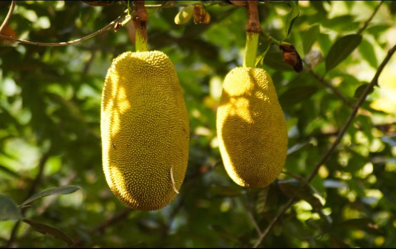 La yaca puede prevenir la ceguera nocturna debido a sus altos contenidos de vitamina A y pigmentos flavonoides. ESPECIAL/Foto de MANOJ AP en Unsplash