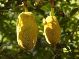 La yaca puede prevenir la ceguera nocturna debido a sus altos contenidos de vitamina A y pigmentos flavonoides. ESPECIAL/Foto de MANOJ AP en Unsplash