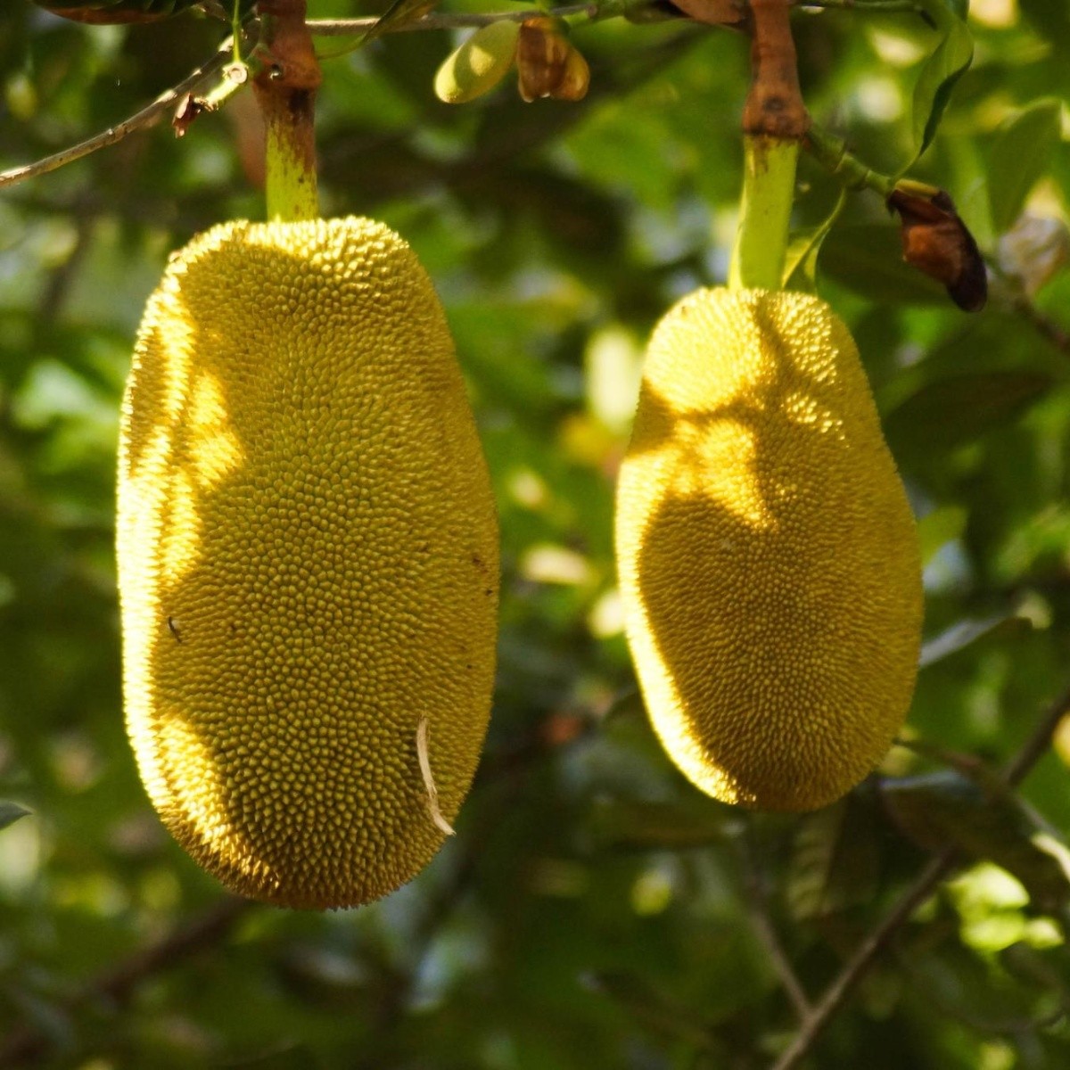 Arriba 45+ imagen recetas con yaca madura Abzlocal.mx