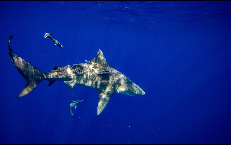 El riesgo general de ser mordido por un tiburón sigue siendo bajo. AFP/ARCHIVO