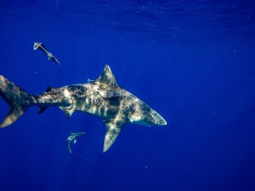 El riesgo general de ser mordido por un tiburón sigue siendo bajo. AFP/ARCHIVO