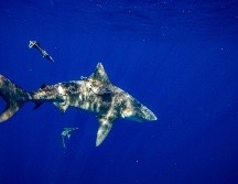 El riesgo general de ser mordido por un tiburón sigue siendo bajo. AFP/ARCHIVO