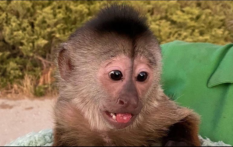 El culpable. Route, el curioso mono capuchino que movilizó a las fuerzas de seguridad de California. AFP/San Luis Obispo County Sheriff's Office