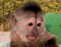 El culpable. Route, el curioso mono capuchino que movilizó a las fuerzas de seguridad de California. AFP/San Luis Obispo County Sheriff's Office